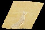 Nice Jurassic Fossil Fish (Tharsis) - Solnhofen Limestone #103618-1